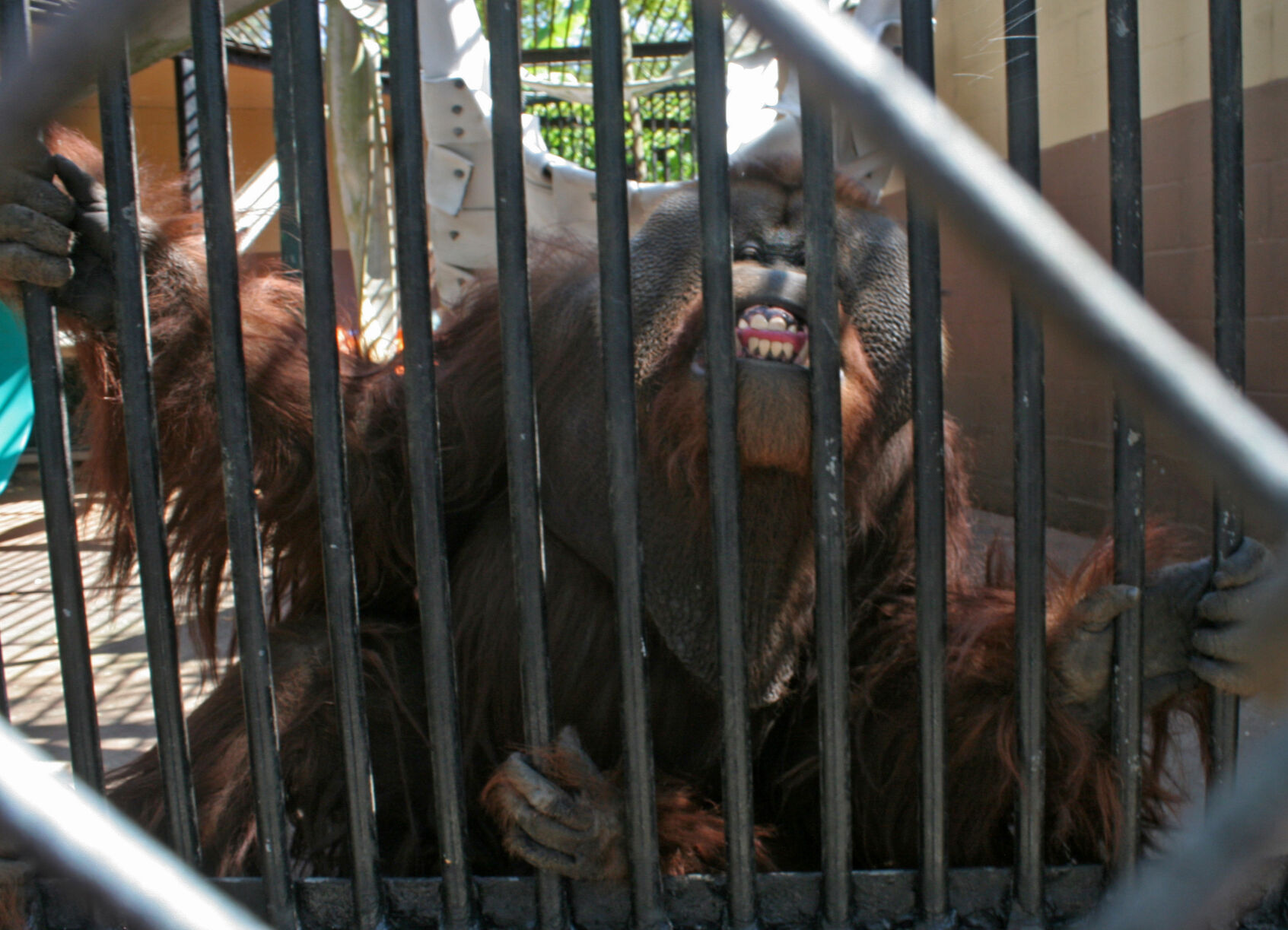Suncoast Primate Sanctuary's Easter Egg Hunt